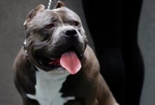 Xl bully dogs ban scotland