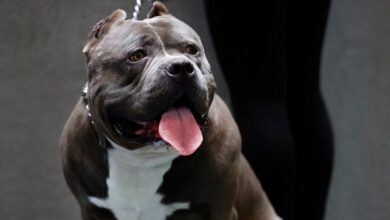 Xl bully dogs ban scotland