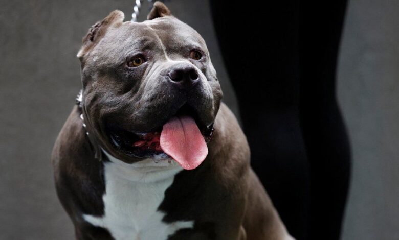 Xl bully dogs ban scotland