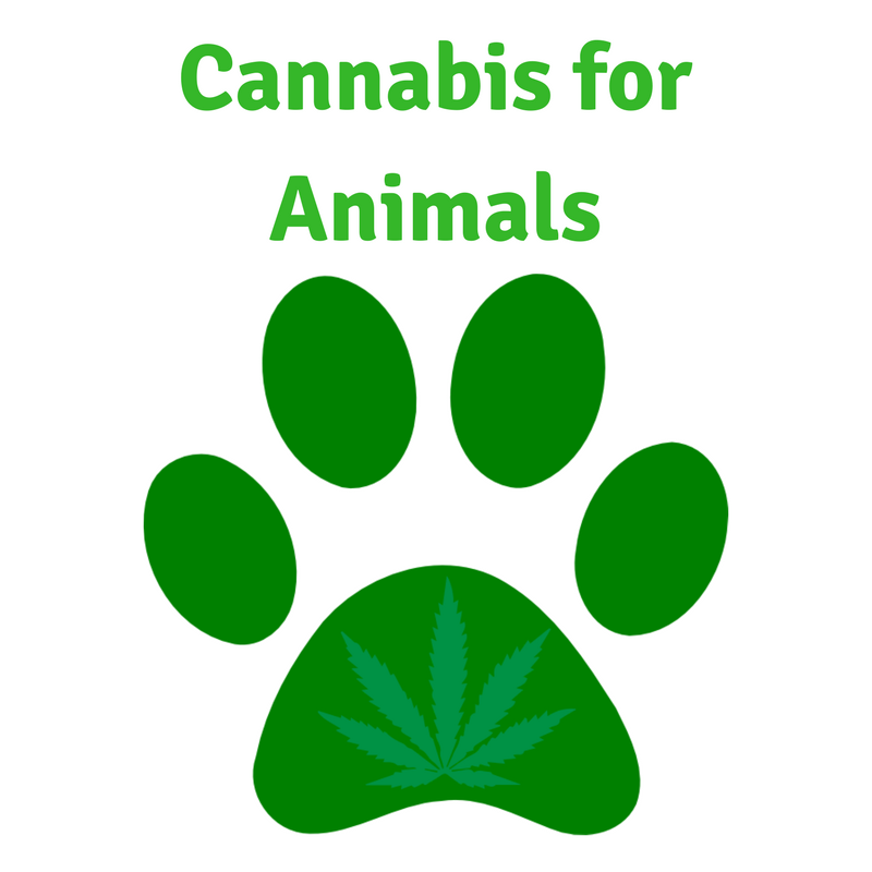 Cbd pets tincture oil
