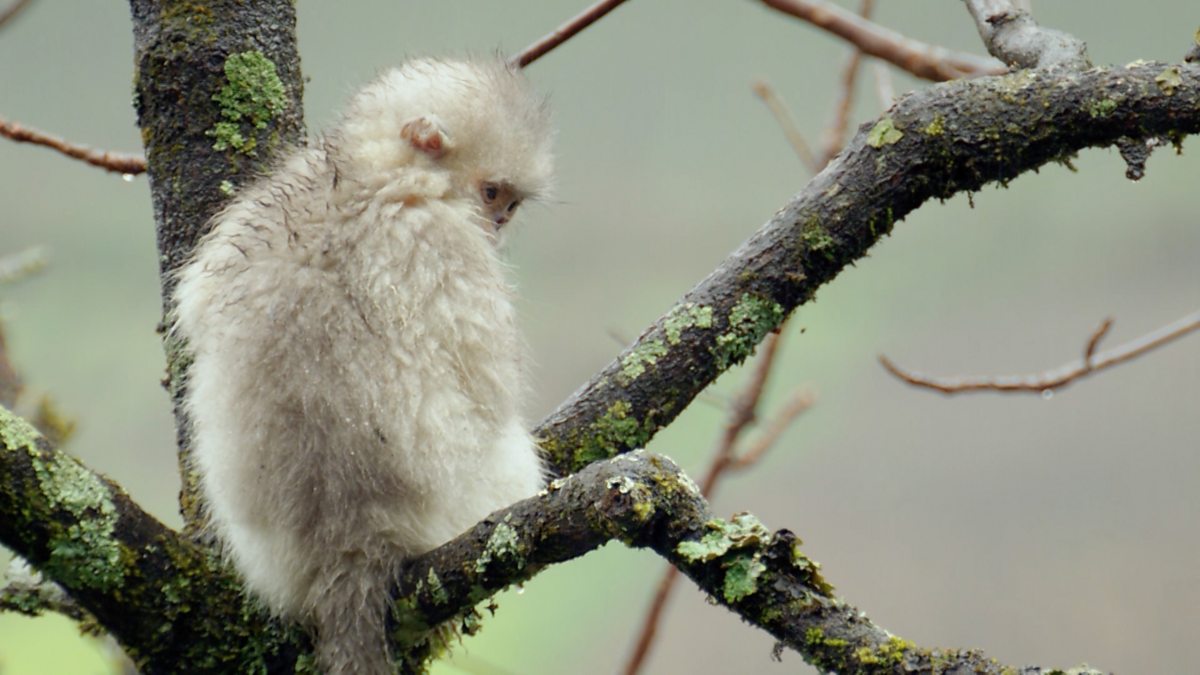 Quote of the day monkey is living his best life on the run in the scottish highlands