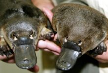 Oldest wild platypus australia