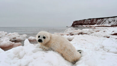 Climate change animal sanctuary