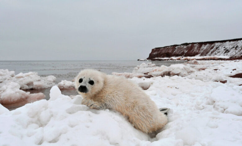 Climate change animal sanctuary