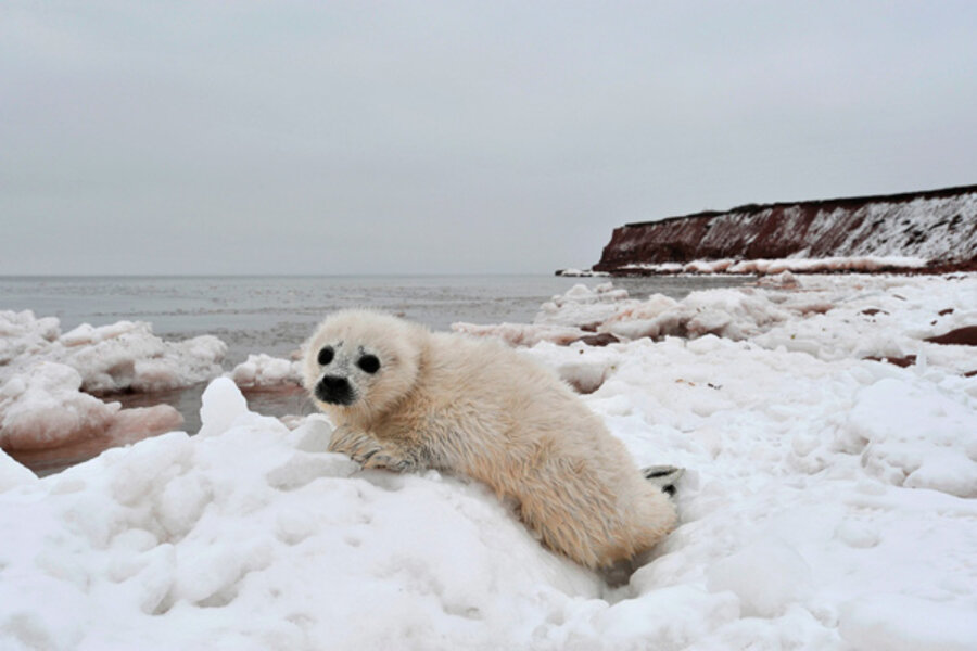 Climate change animal sanctuary