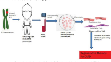 Gene therapy dmd elevidys