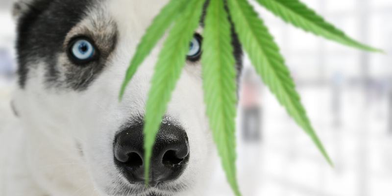 Curar animales con marihuana