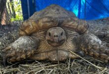 Tortoises found dead devon