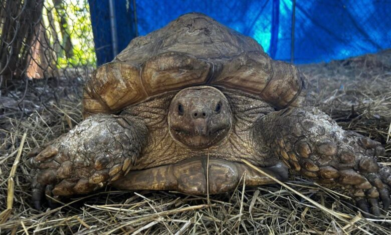 Tortoises found dead devon