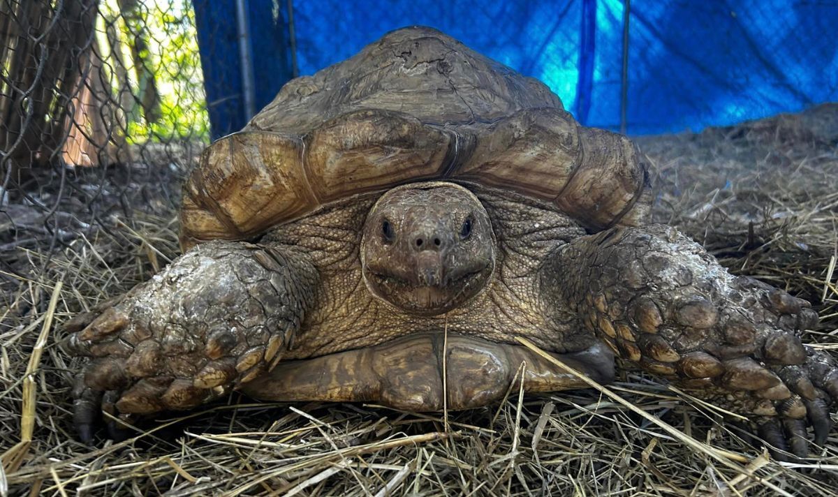 Tortoises found dead devon