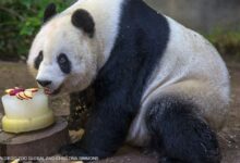 San diego zoo pandas china