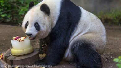 San diego zoo pandas china