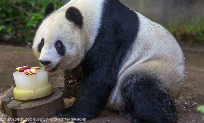 San diego zoo pandas china