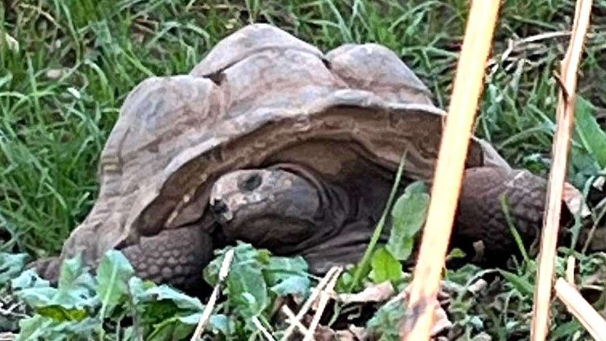 Tortoises found dead devon