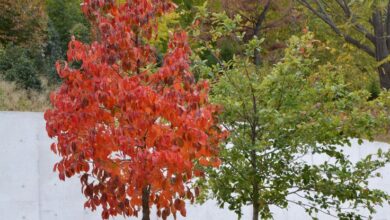 Chile evacuated previous