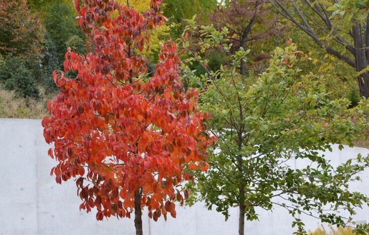 Chile evacuated previous