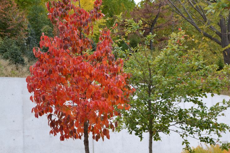 Chile evacuated previous