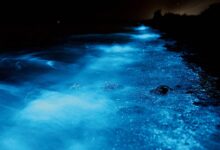 Blue algae california bioluminescence