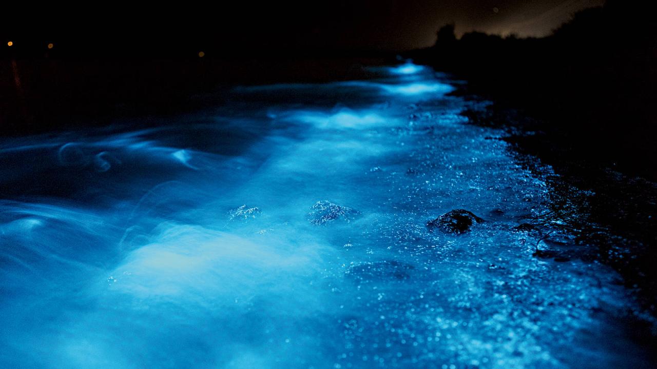 Blue algae california bioluminescence