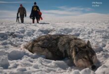 Wolves repopulation colorado polarization