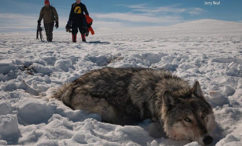 Wolves repopulation colorado polarization