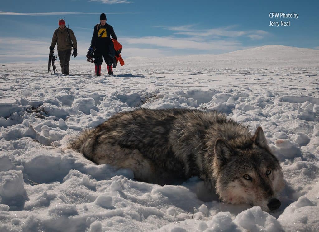 Wolves repopulation colorado polarization