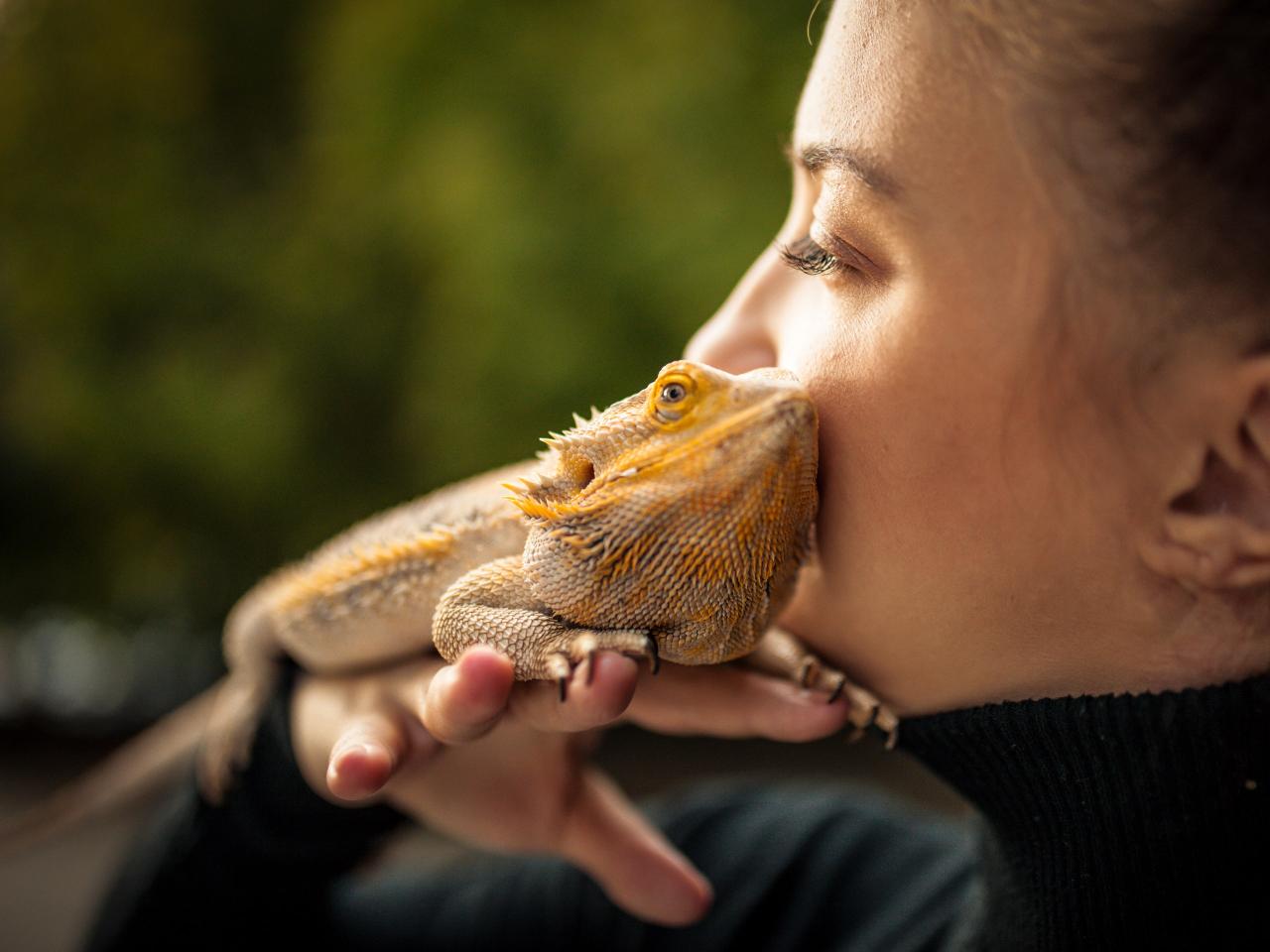 Salmonella bearded dragons pets