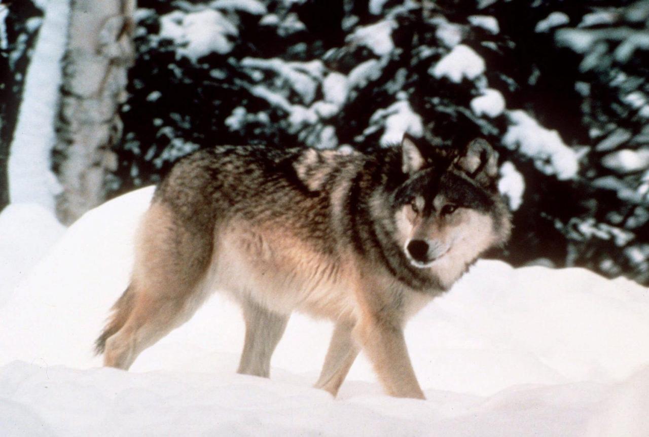 Wolves repopulation colorado polarization
