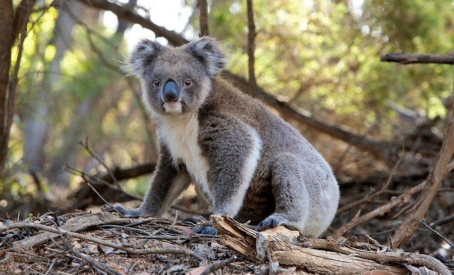 Climate change animal sanctuary