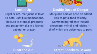 Marijuana