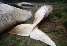 Whale found dead massachusetts