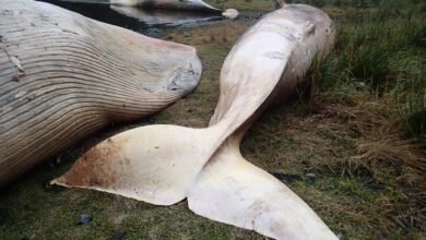 Whale found dead massachusetts