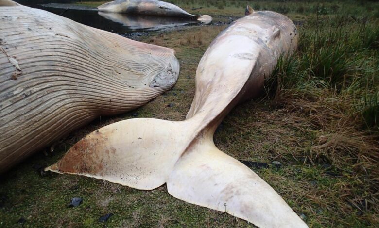 Whale found dead massachusetts