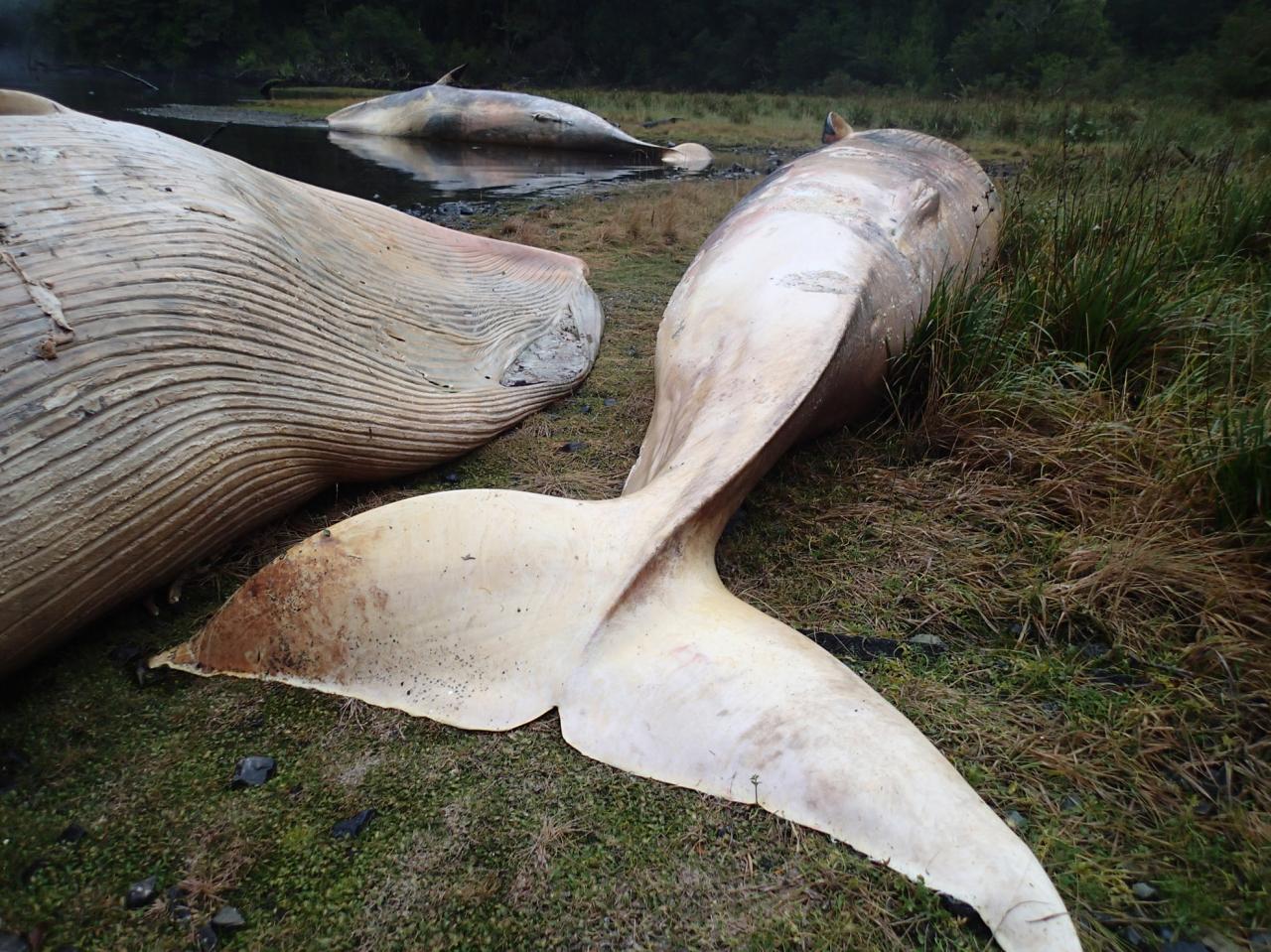 Whale found dead massachusetts