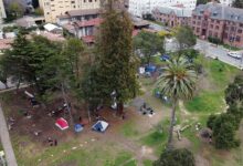 Park people berkeley peoples survey landscapes historic american perimeter canopy footpath trees into