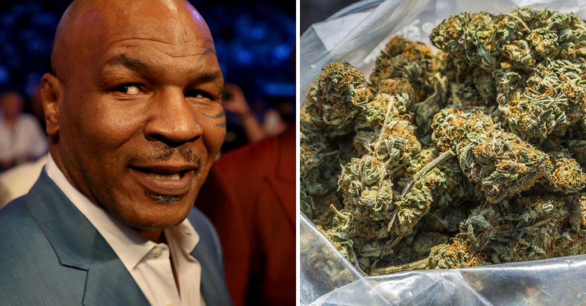 Mike tyson weed cannabis nyc