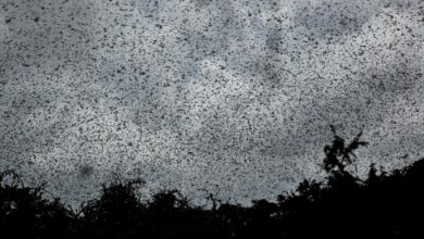 Global warming locust plagues