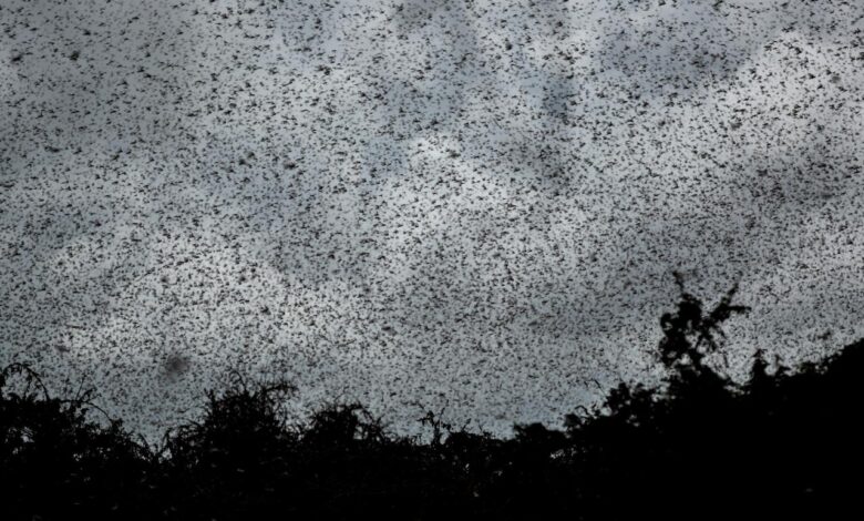 Global warming locust plagues