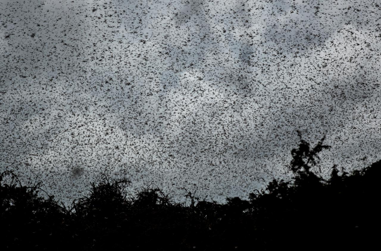 Locusts locust invasion desert plague swarm kenya swarms 2020 outbreak african after worst recorded since somalia africa 1950 facing india Global warming locust plagues