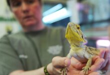 Salmonella bearded dragons pets