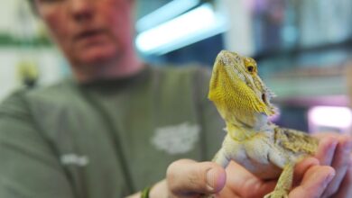 Salmonella bearded dragons pets