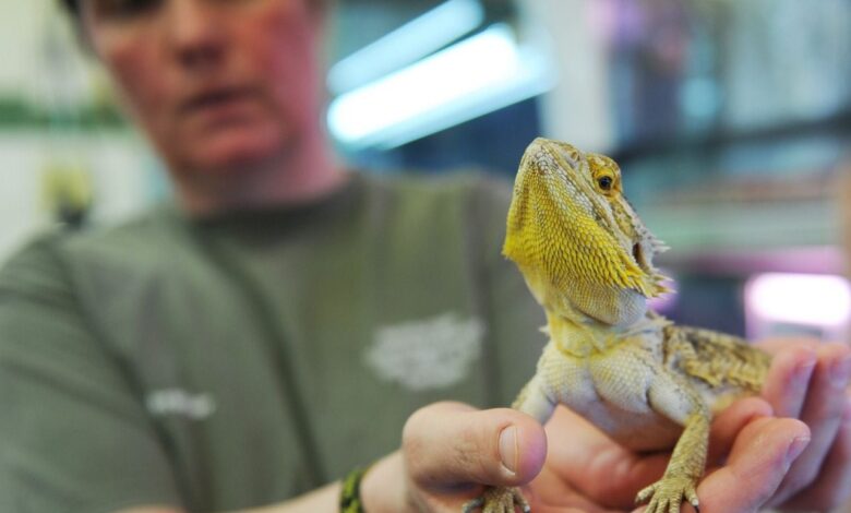 Salmonella bearded dragons pets