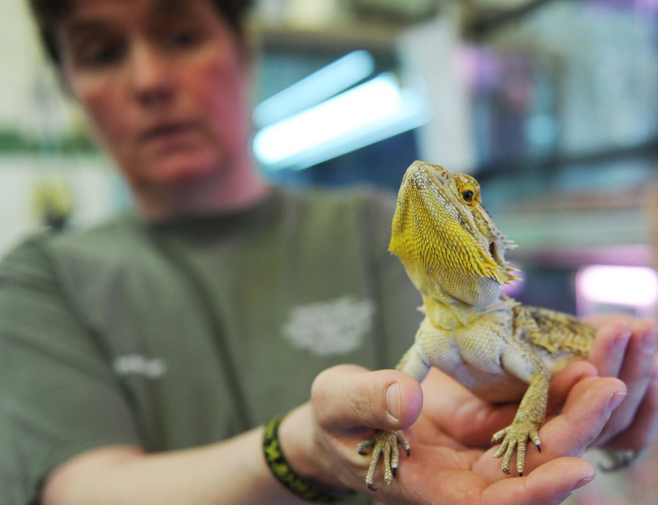 Salmonella bearded dragons pets