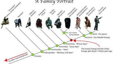 Human ape evolved humans evolutionary like homo anatomy apes chimp hominid chimps anthropology bonobo