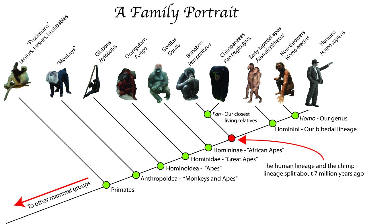 Human ape evolved humans evolutionary like homo anatomy apes chimp hominid chimps anthropology bonobo