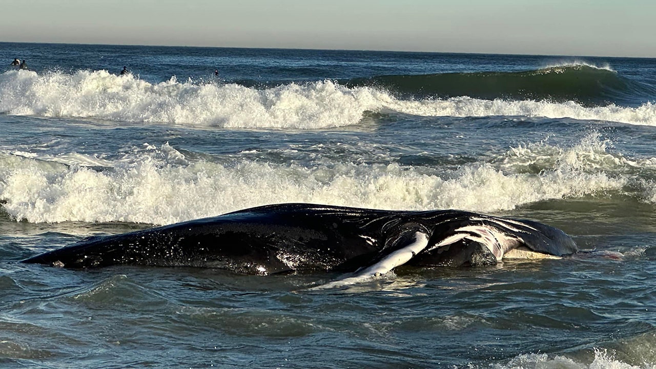 Whale found dead massachusetts