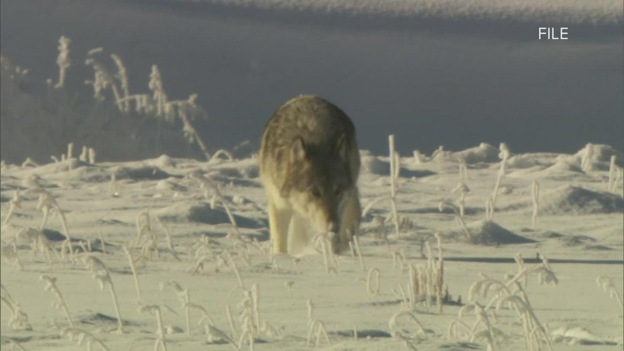 Wolves repopulation colorado polarization