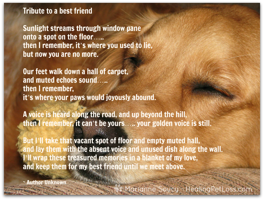 Pet loss grief support