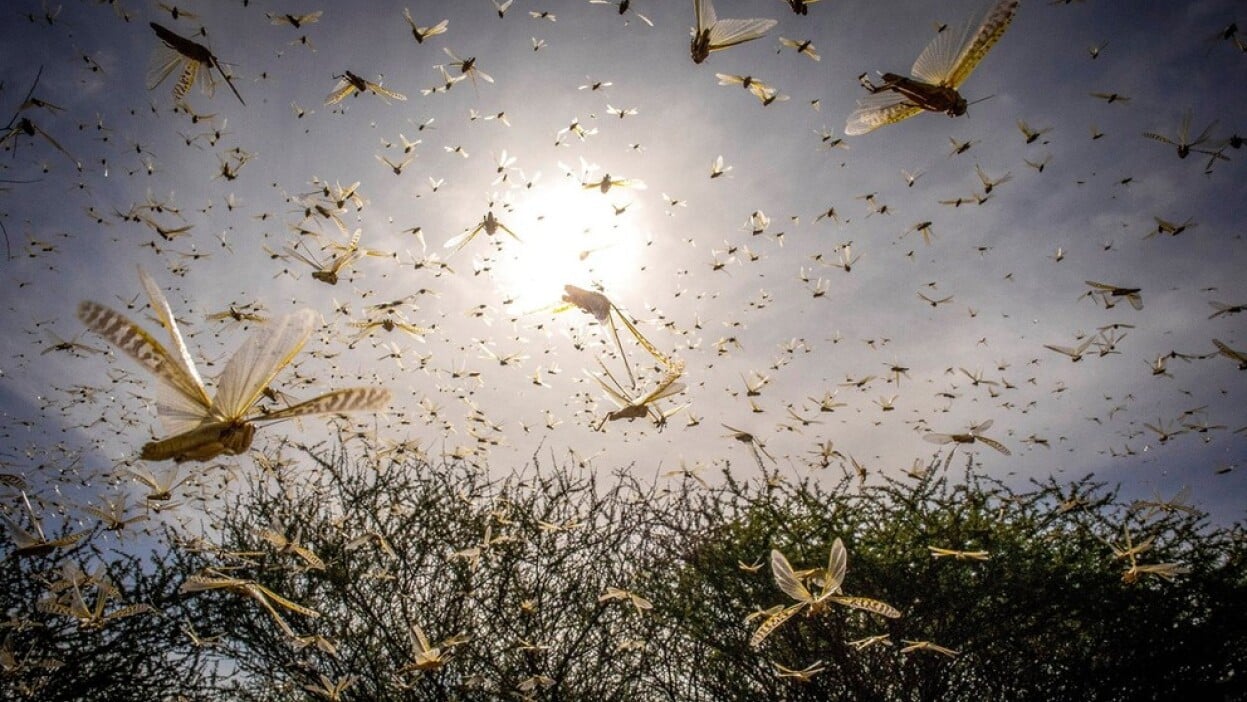 Locust swarm plague kenya swarming plagues fao sven penn torfinn Global warming locust plagues
