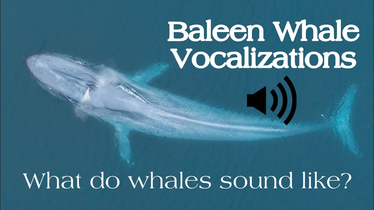 Whale song voice box